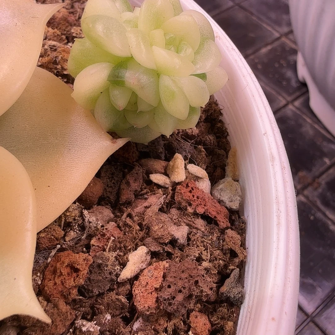 ****葱珍妮侧芽锦预定，多肉植物