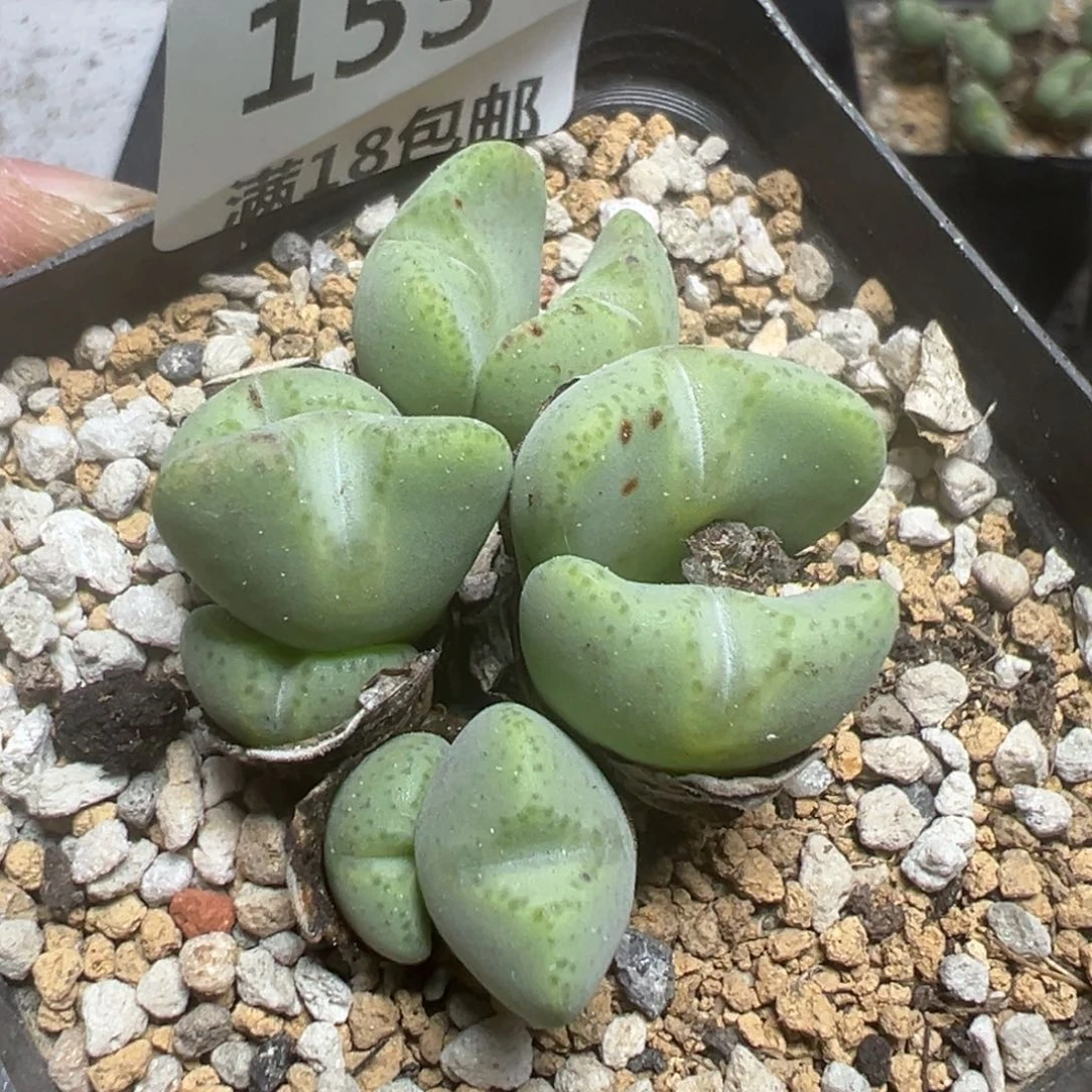 【闪购商品】 153。