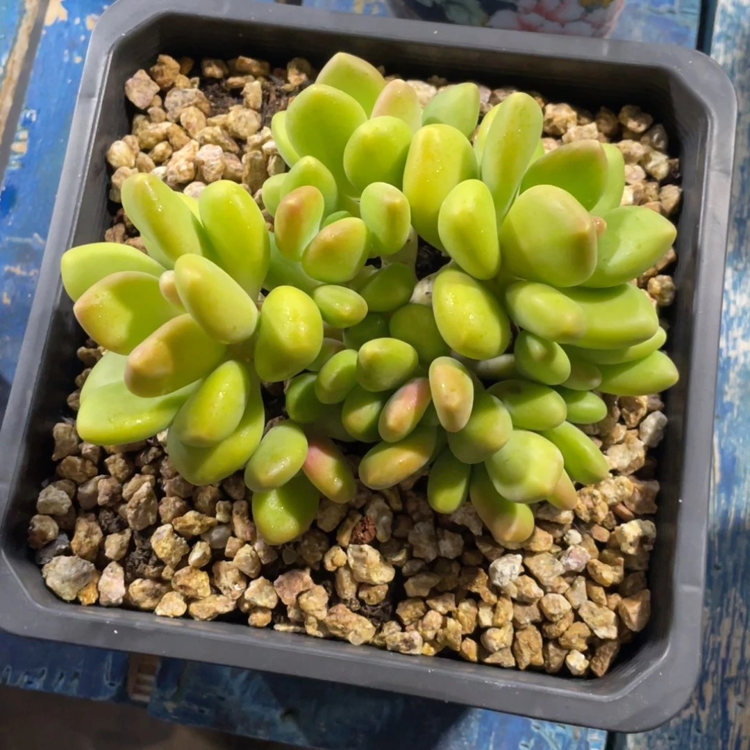Kk奶一物一拍中通快递