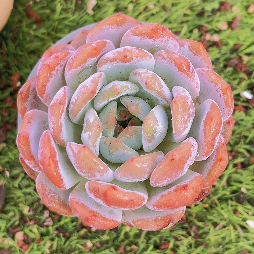 26号8889889899999999