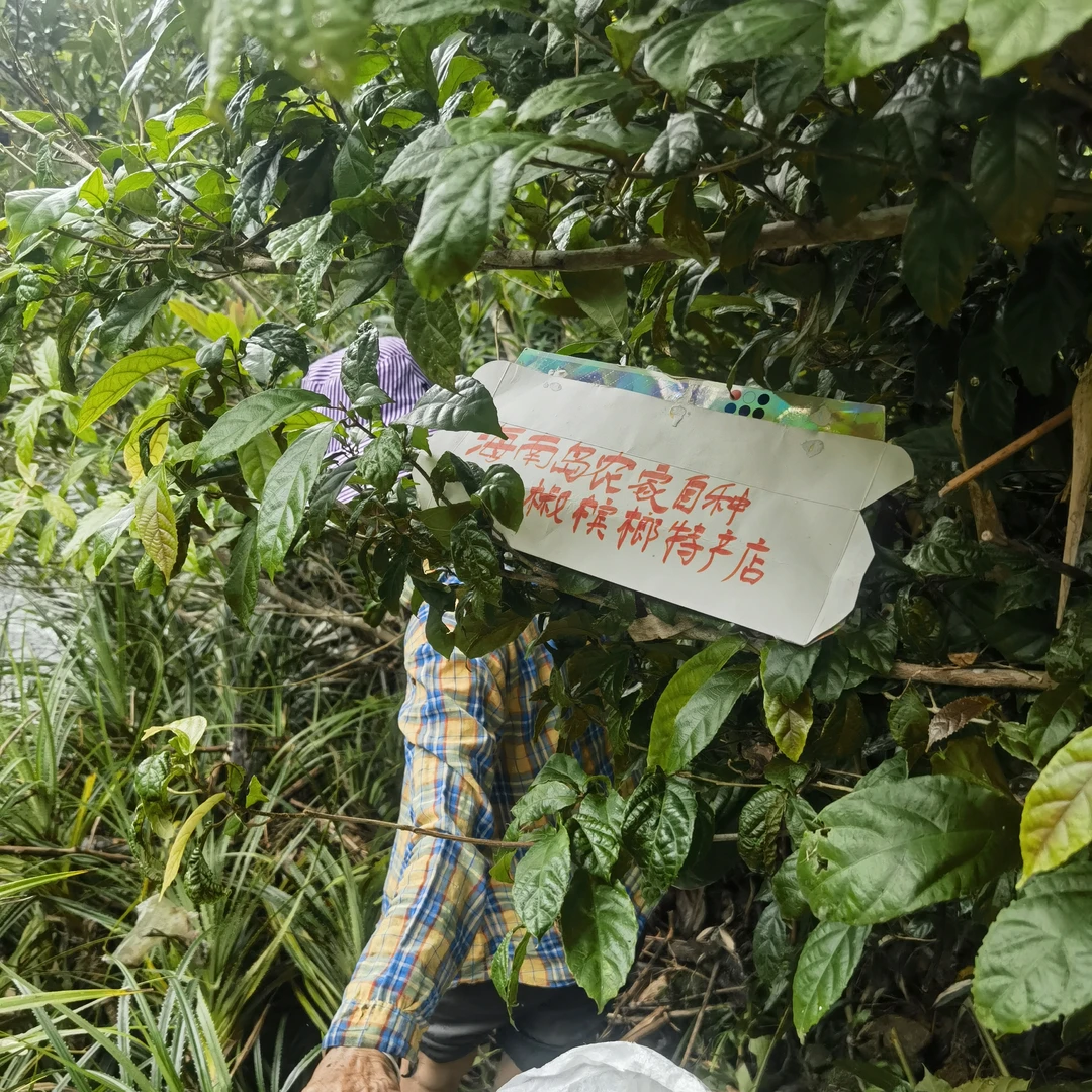 海南特产纯野生散装鹧鸪茶叶凉茶 海南茶店必点老爸茶新茶叶