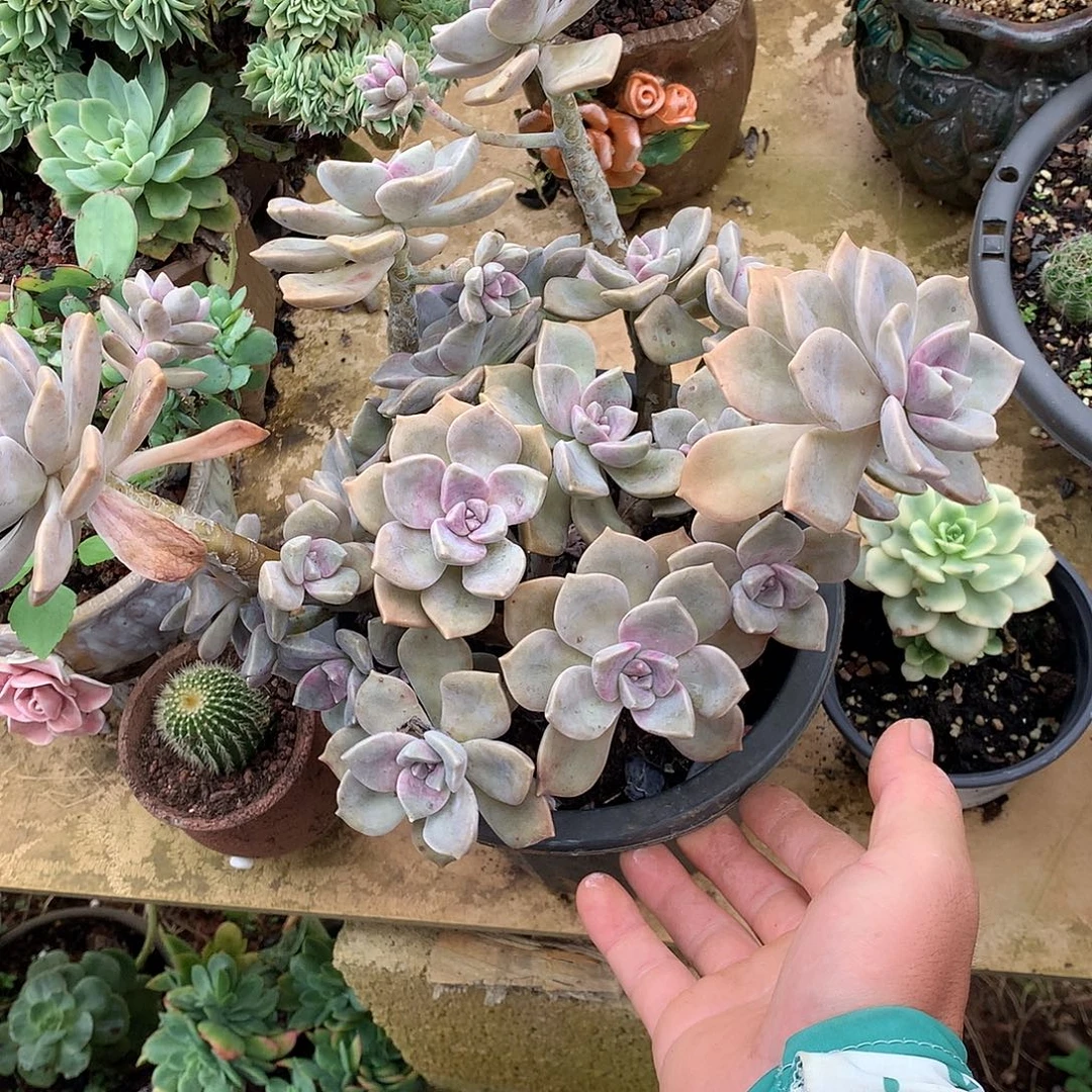 紫乐9.9 多肉植物量拍
