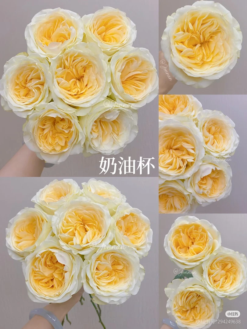 【好物鲜花】奶油杯玫瑰20支