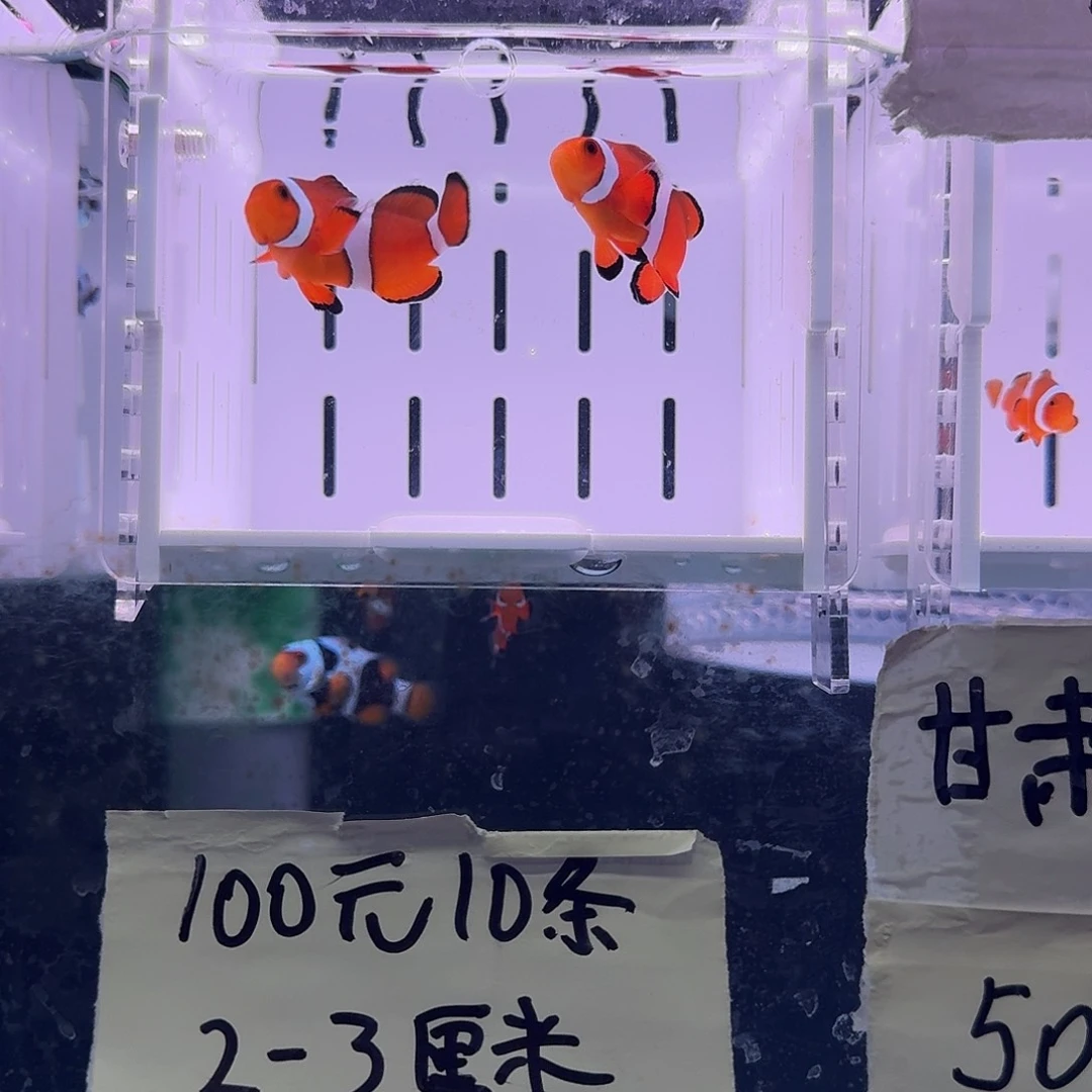 海水鱼4+精品黑边公子一对