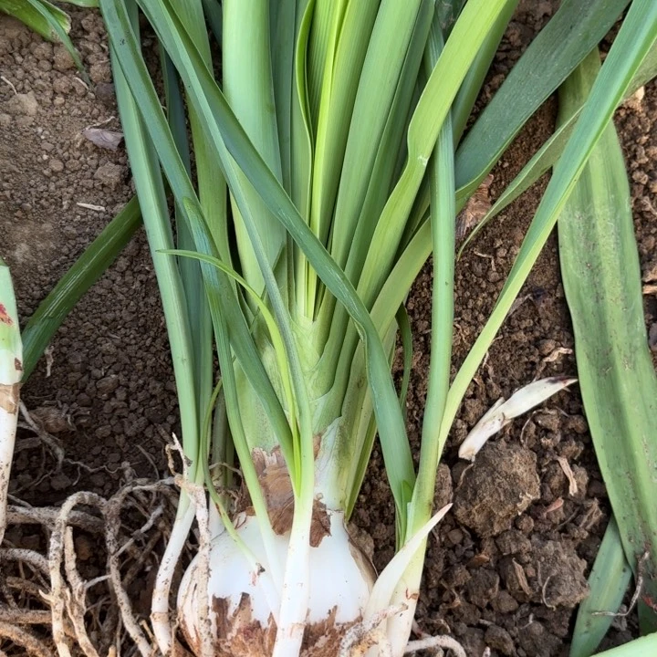 无花朵梦幻包对版