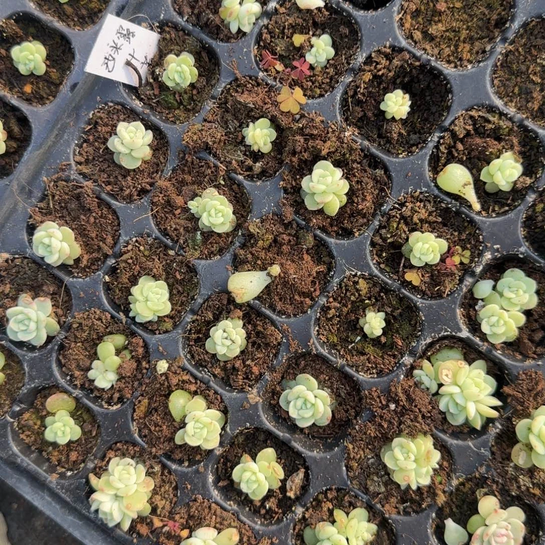 西米露4号 穴一个床满25包邮