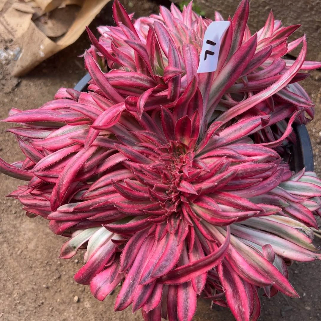 71朱雀追多肉植物