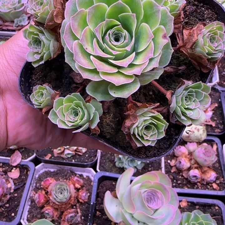 福利捧花10厘米14346757573
