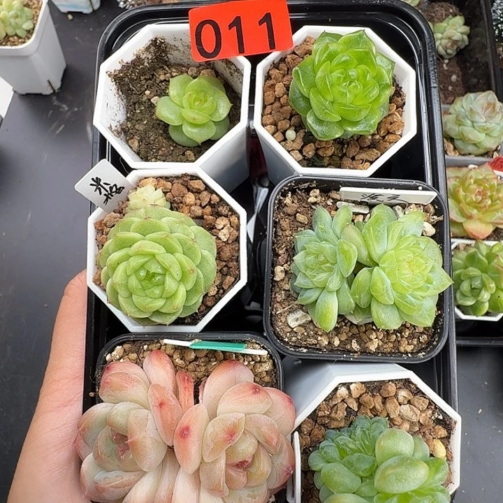 米格多肉福利筐啦啦啦011