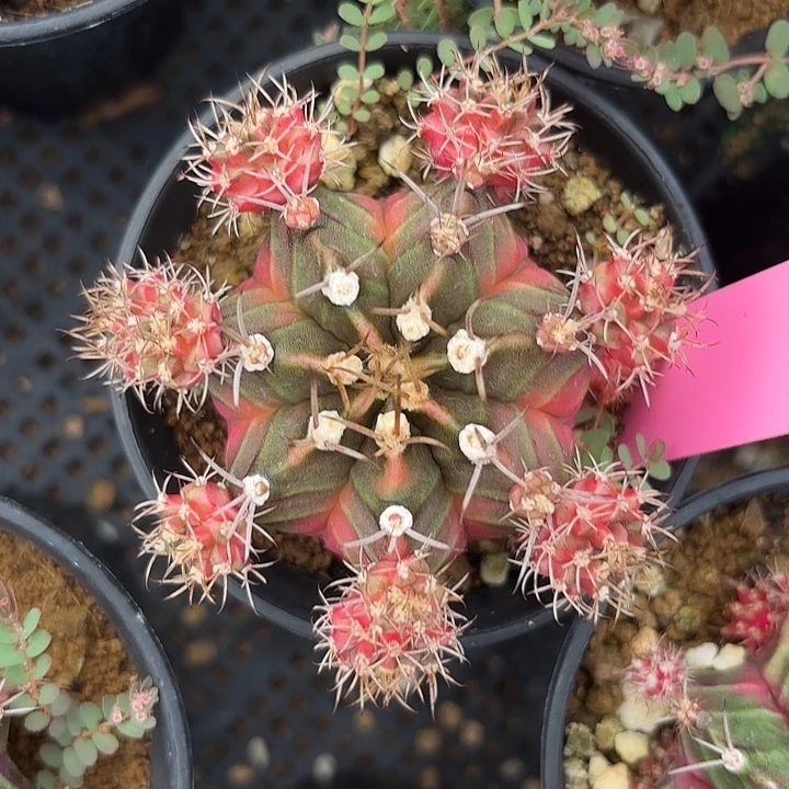 535-0811泰国发货