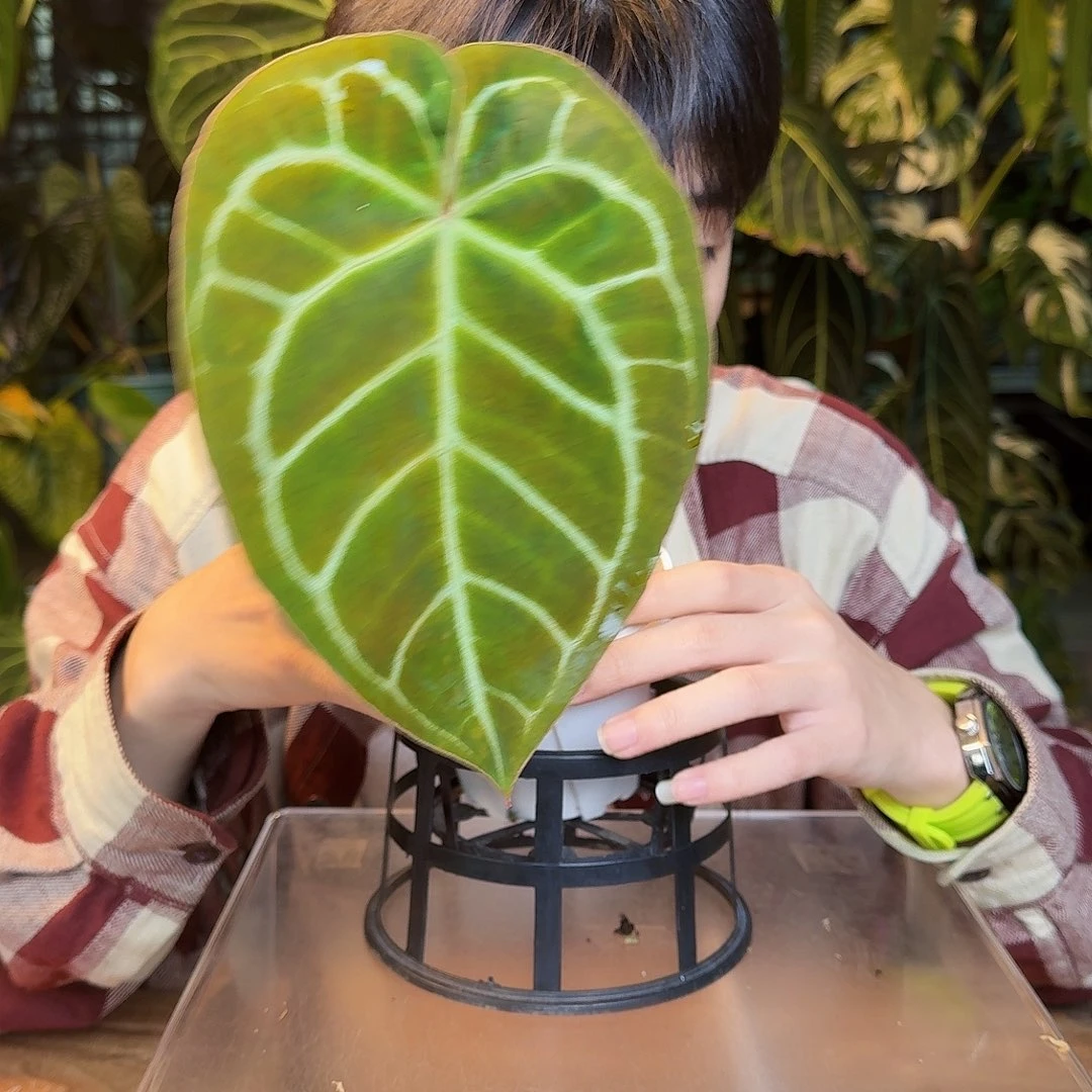 完全开放S161南美水晶杂绿丝绒