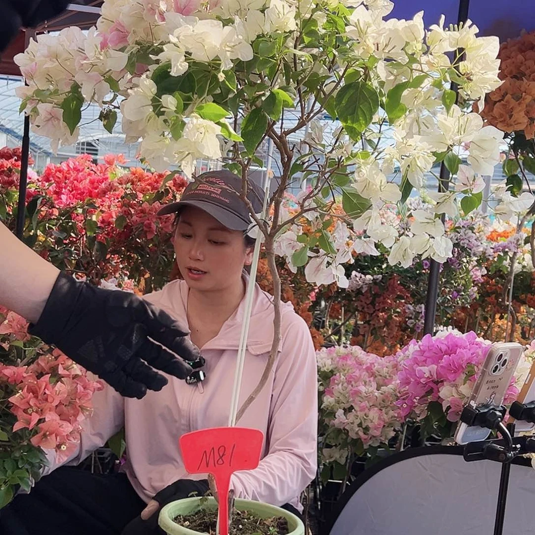 杨***姐大部分花苞少量开放M81广红樱