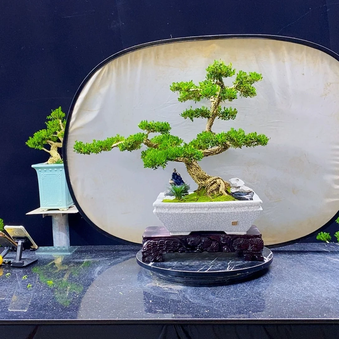 无花朵黄杨盆景造型