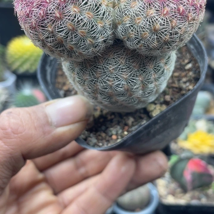 实生红太阳米奇头超可爱