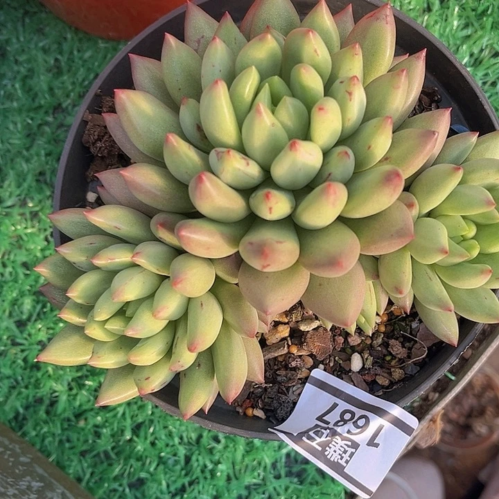 米其林1687多肉植物