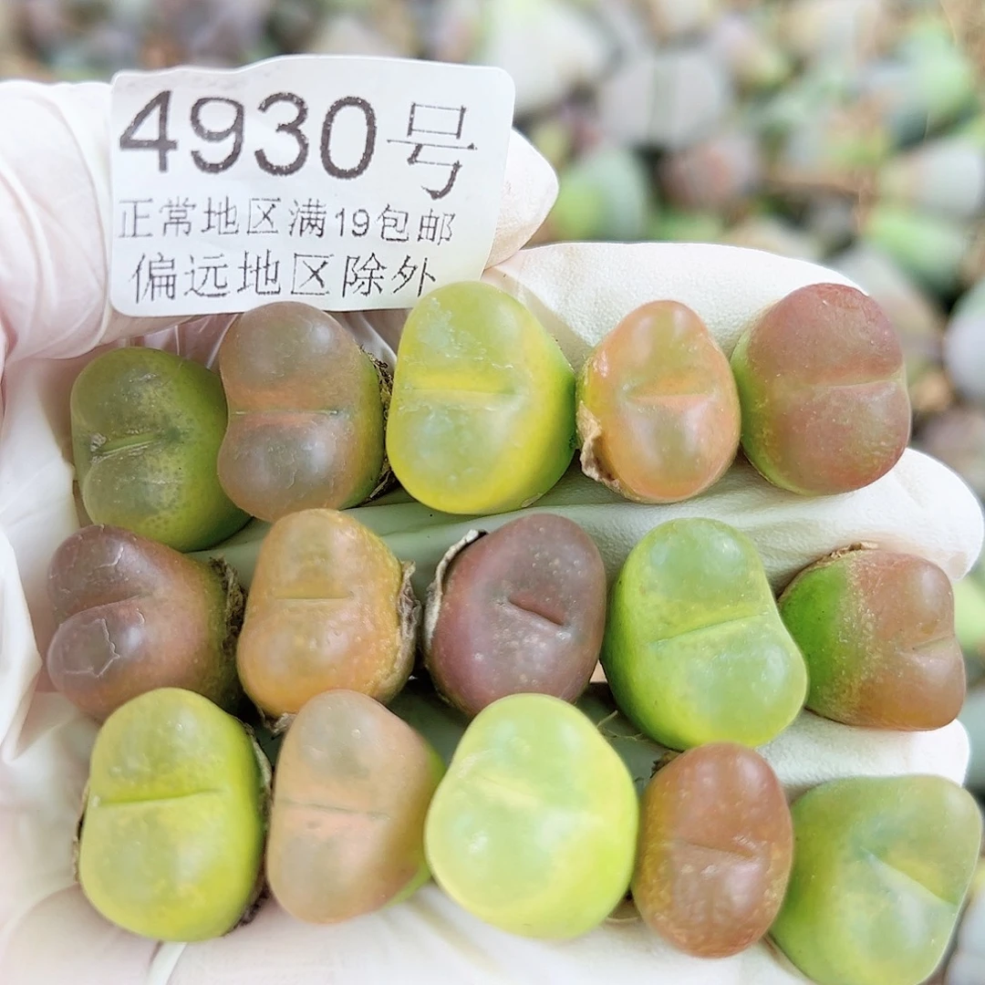4930五年彩毛毛15个1.5cm左右
