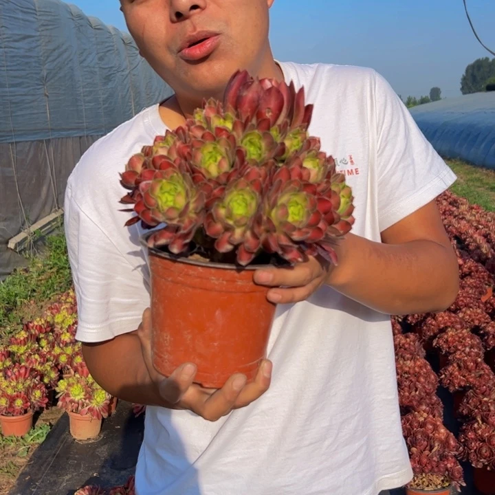 9.99韶华一棵包邮