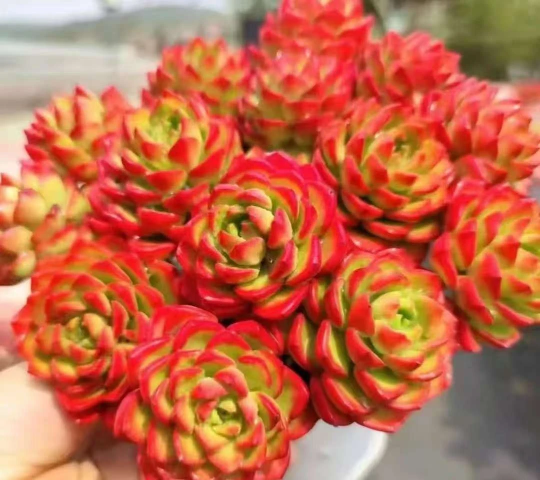XP火焰蒂亚 多肉植物 颜色好看 带盆带土 适合新手耐热