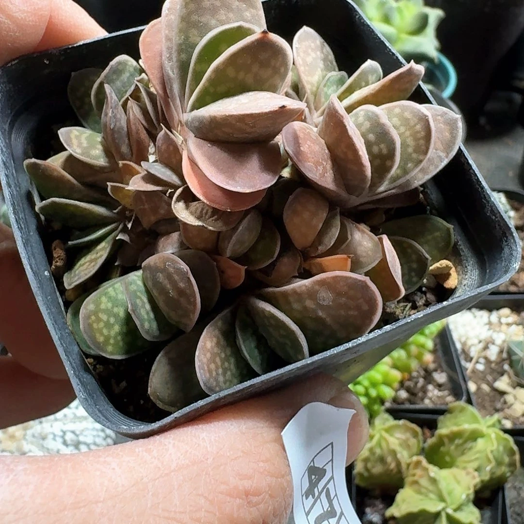 479子宝带盆发货