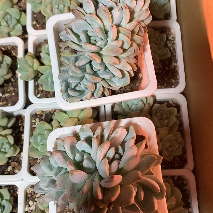 橙子的5头朵朵缀2颗一组