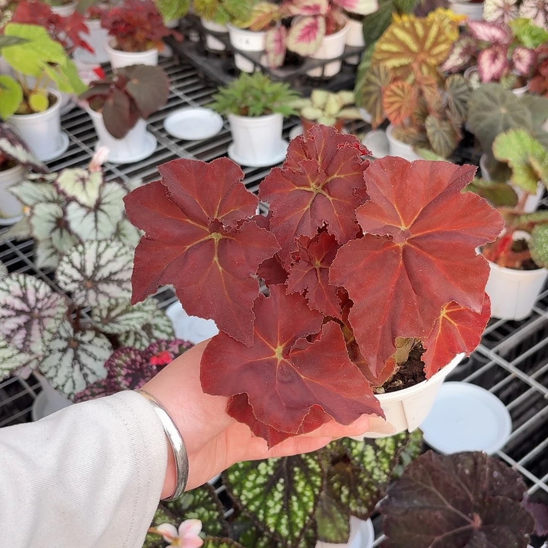 完全开放鬼灯丸秋海棠