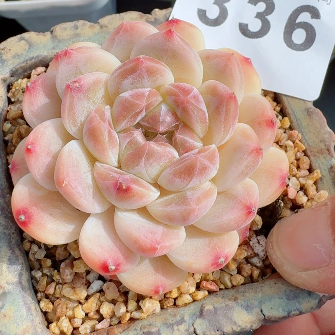 冰魄黄体      愿你一路坦途，乘风破浪展宏图