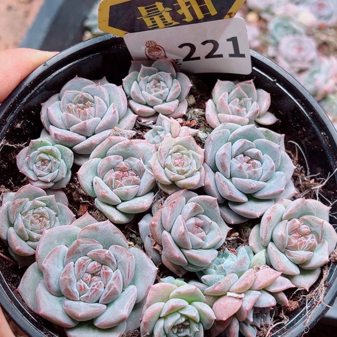 多肉植物多肉植物