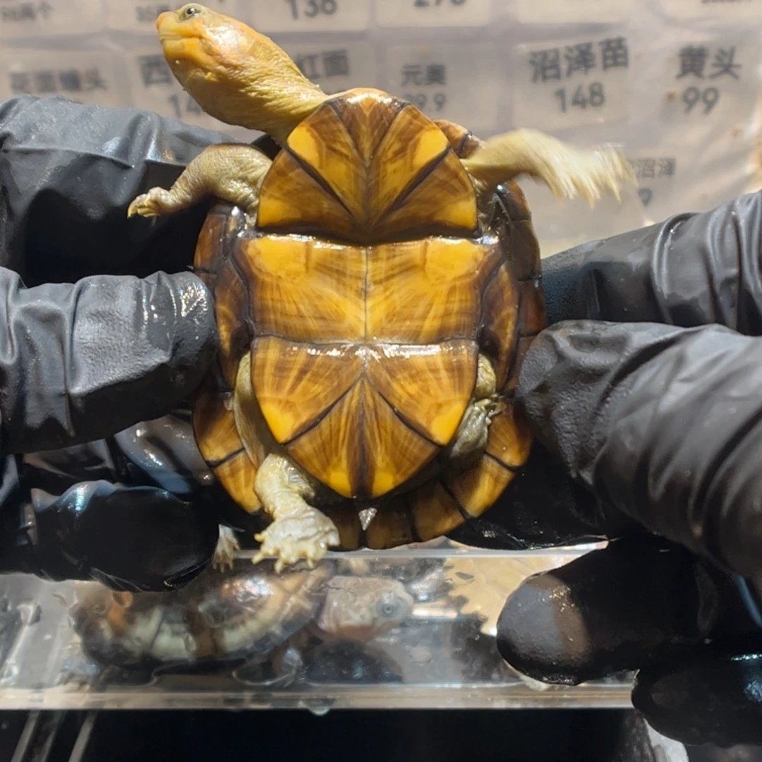 守***Q绿毛龟母红面蛋龟