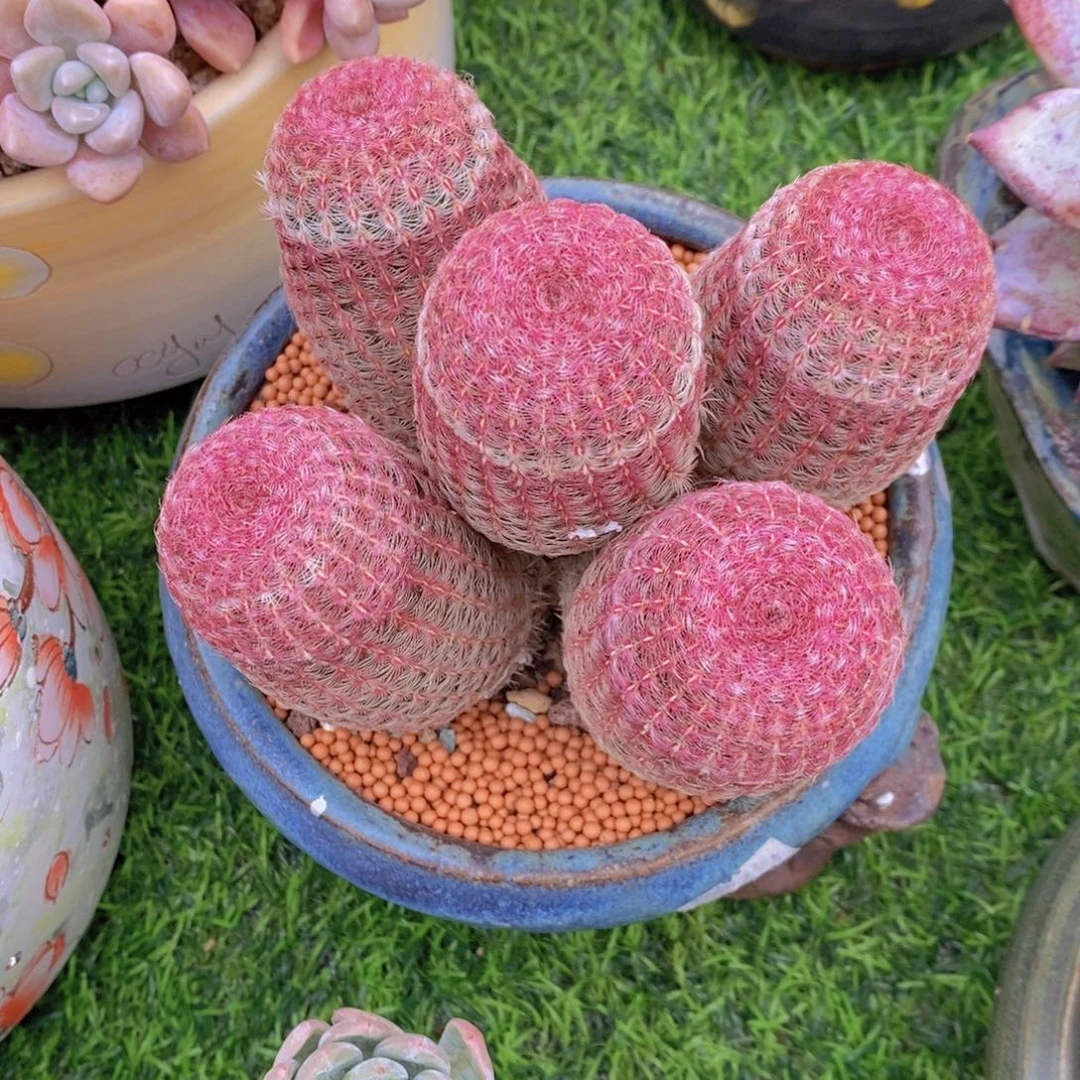 红太阳 一物一拍