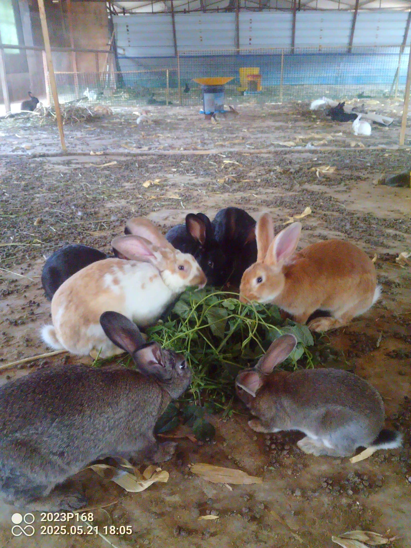 散养兔六个月的种兔6斤以上可繁殖颜色齐全拍5发6