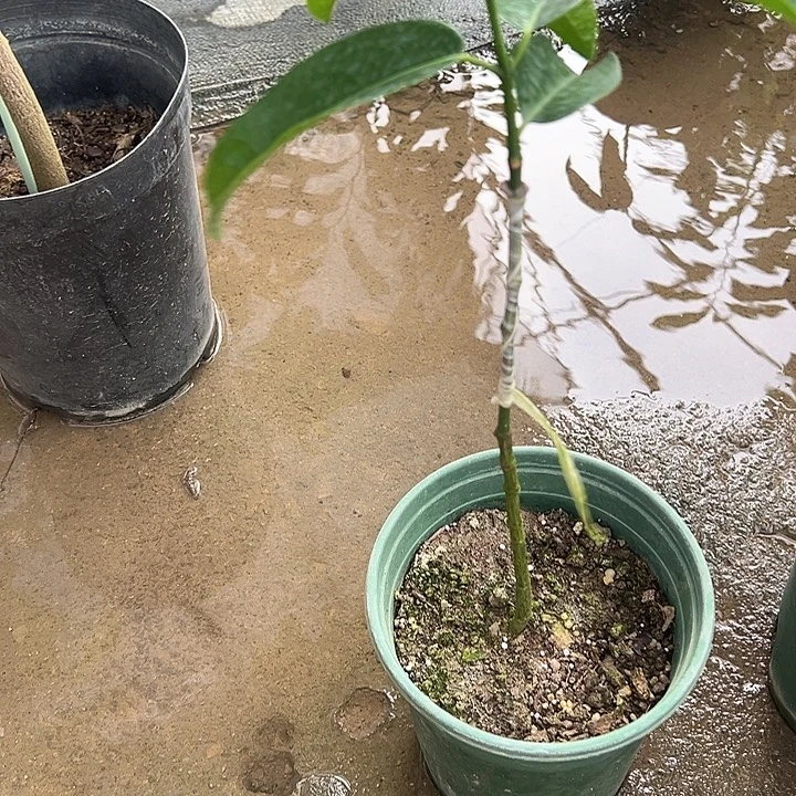 健***生天使23678888887666