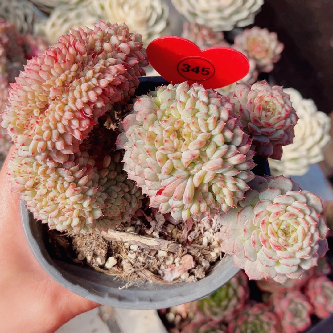 345号小老桩白胖子缀