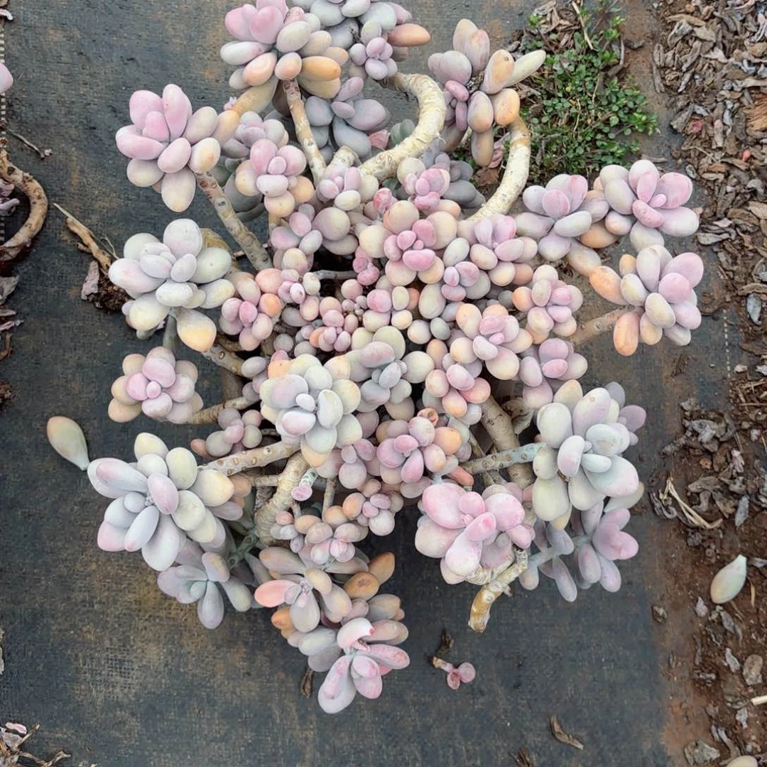 娇***?桃蛋5-14。