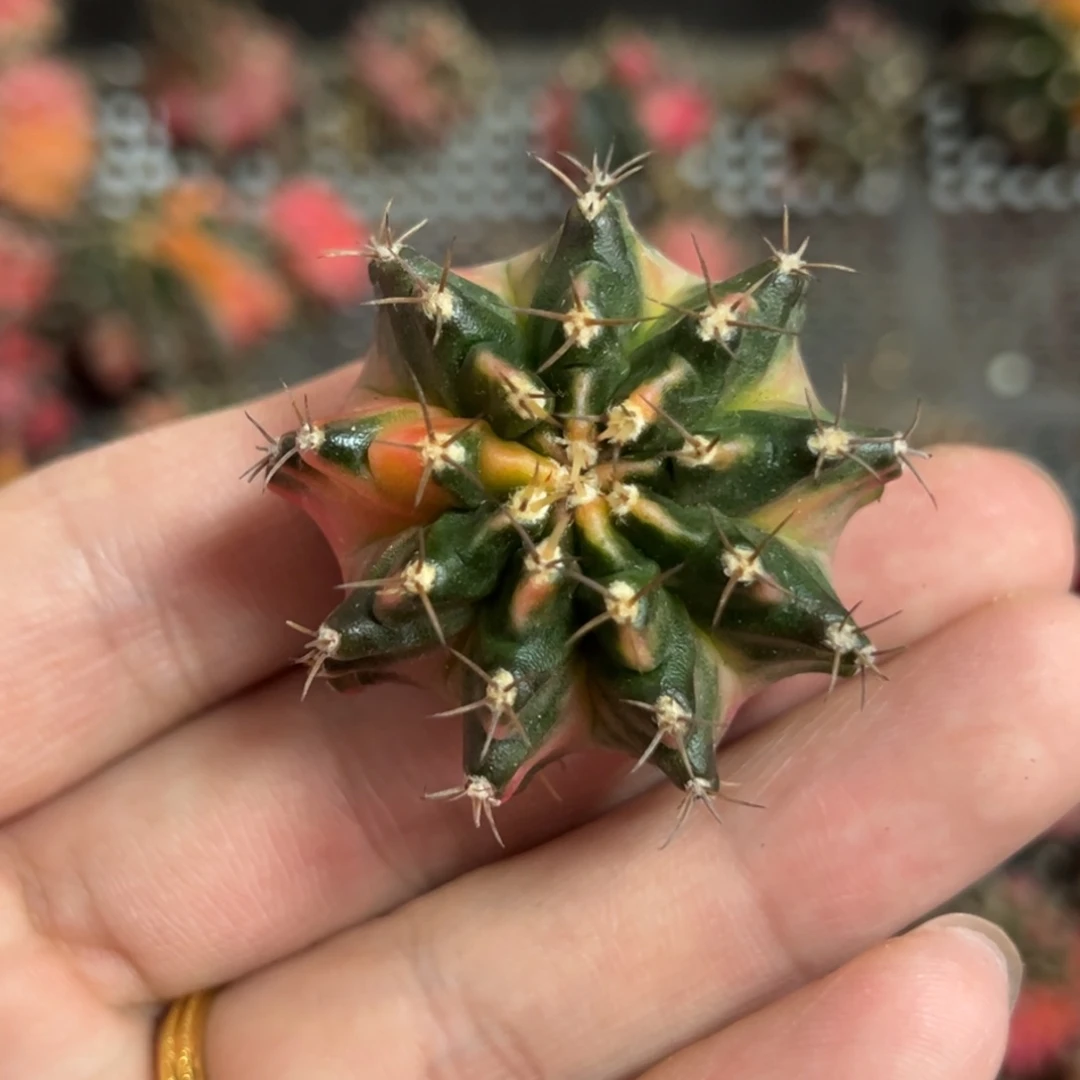 m盆侧芽自根脱土发货8