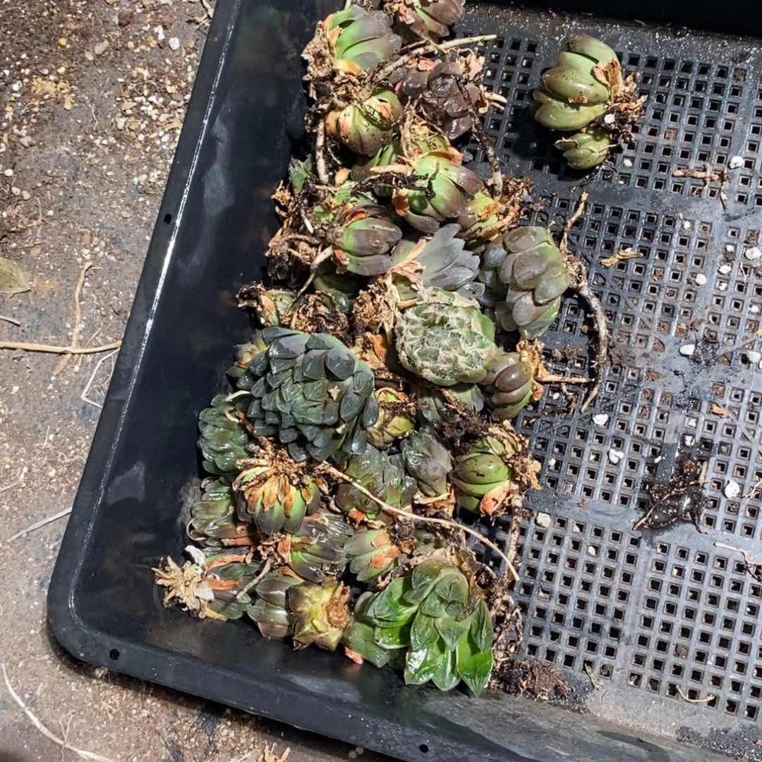 谭***高996 半框雨露 超级福利