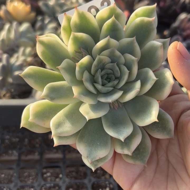 多肉植物无根满18包邮当场凑单