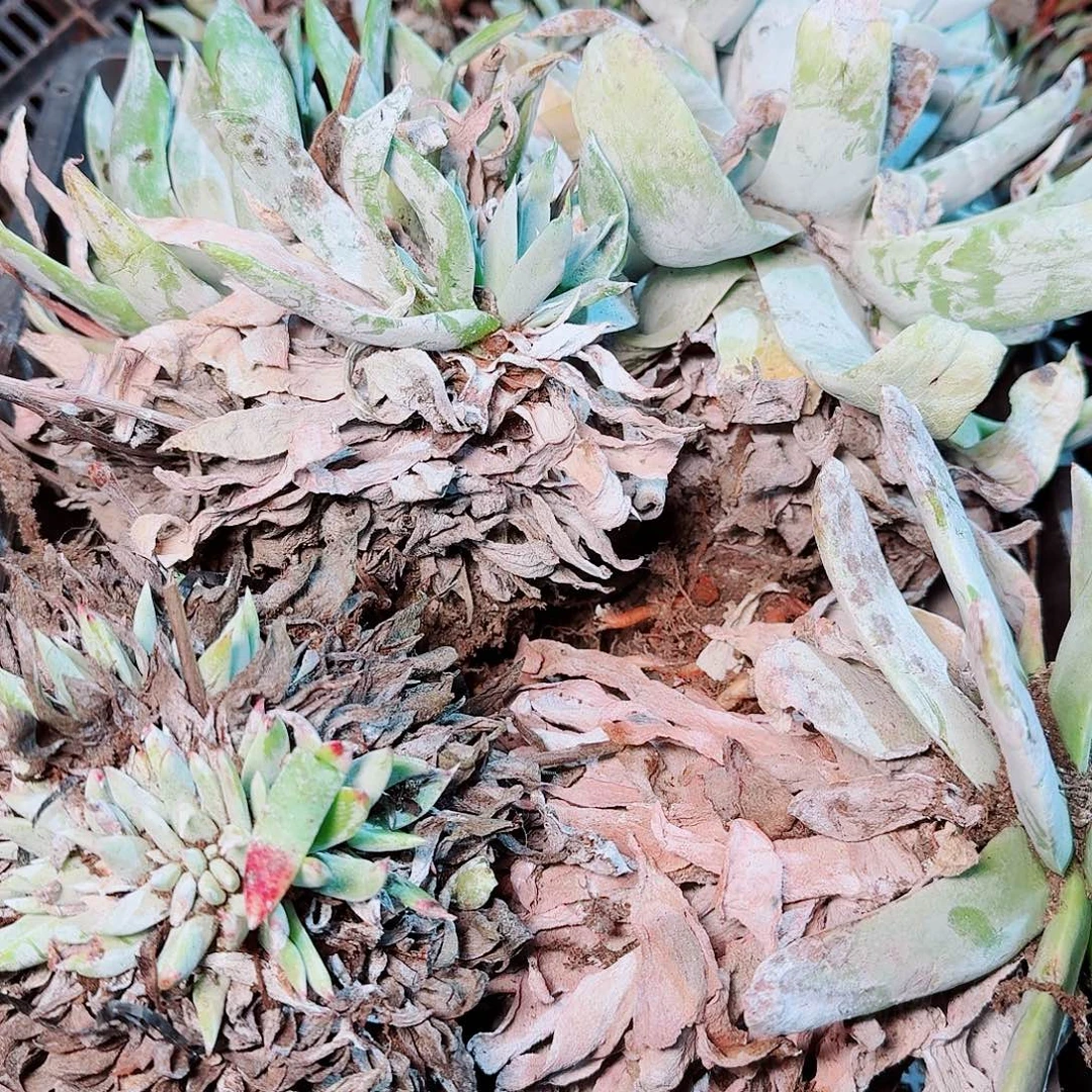 9205瑕疵框拍不售后