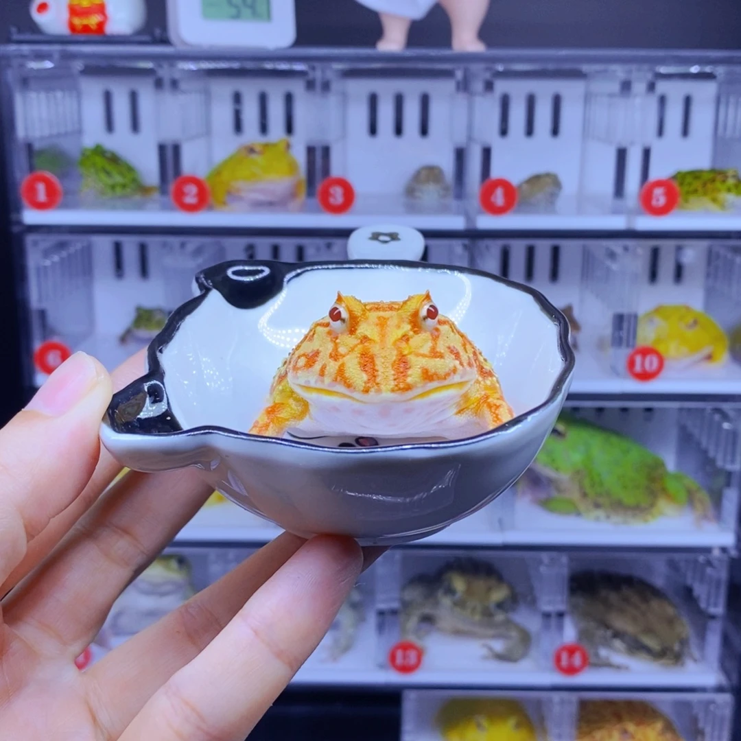 角蛙角蛙3-10cm闪购专享链接