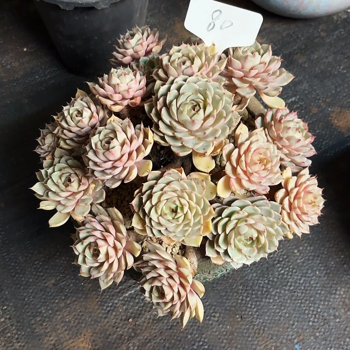 多肉植物，笨吧蒂斯80号