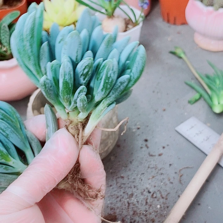 蓝松多肉植物11111111