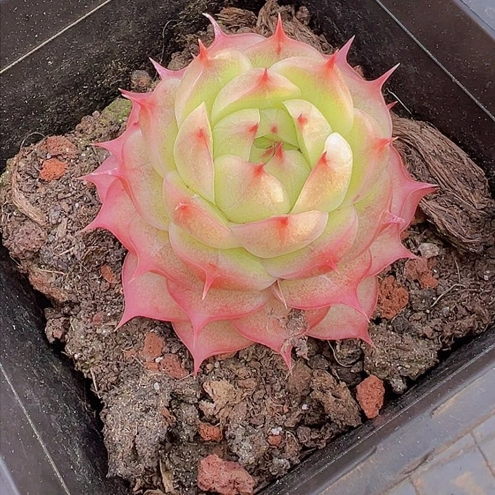 心**飞多肉植物，多肉植物