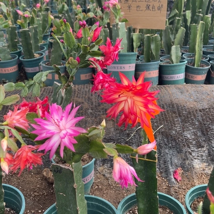 快***庭4号037黄色花朵00000