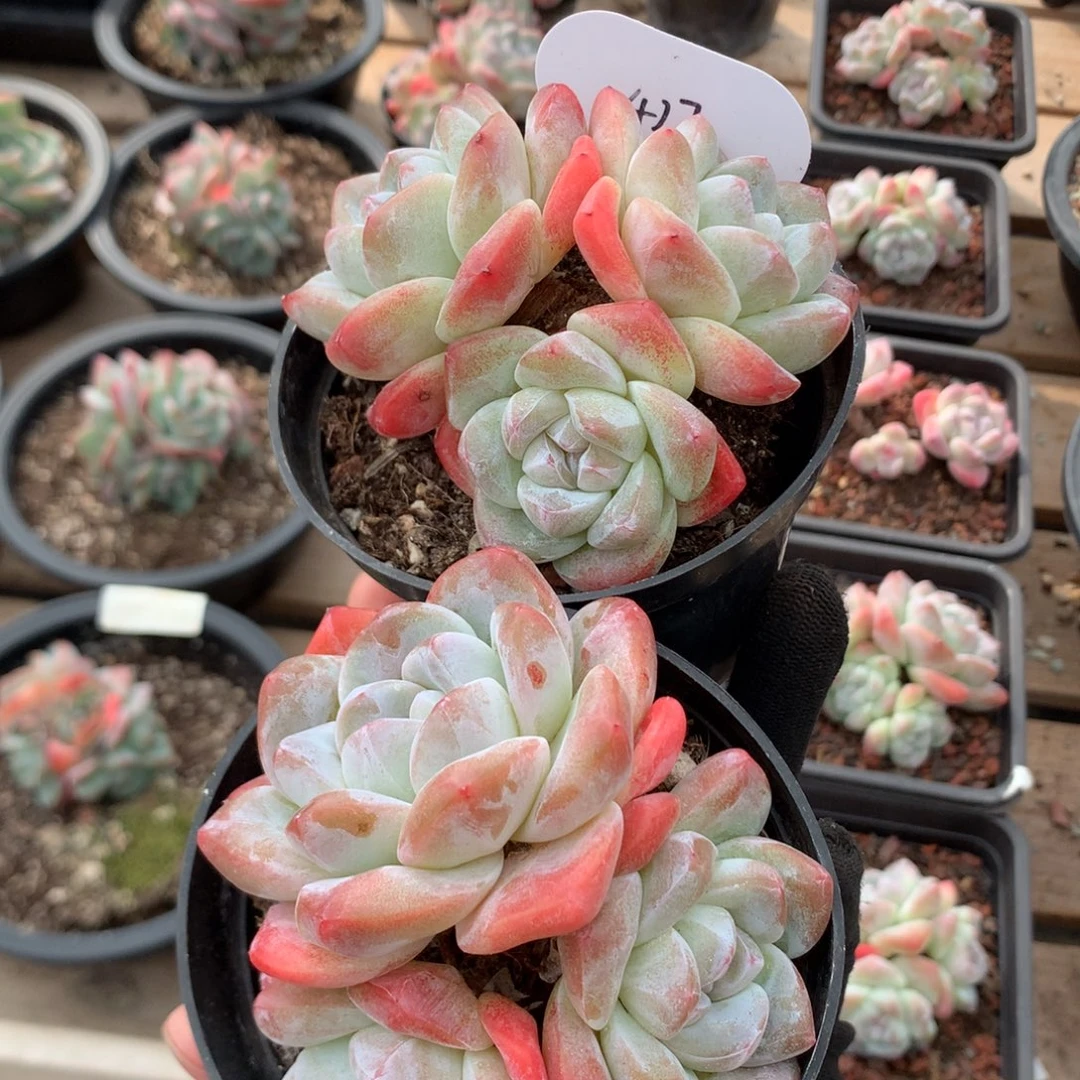 8厘米三头草莓奶油冰玉 两颗 427