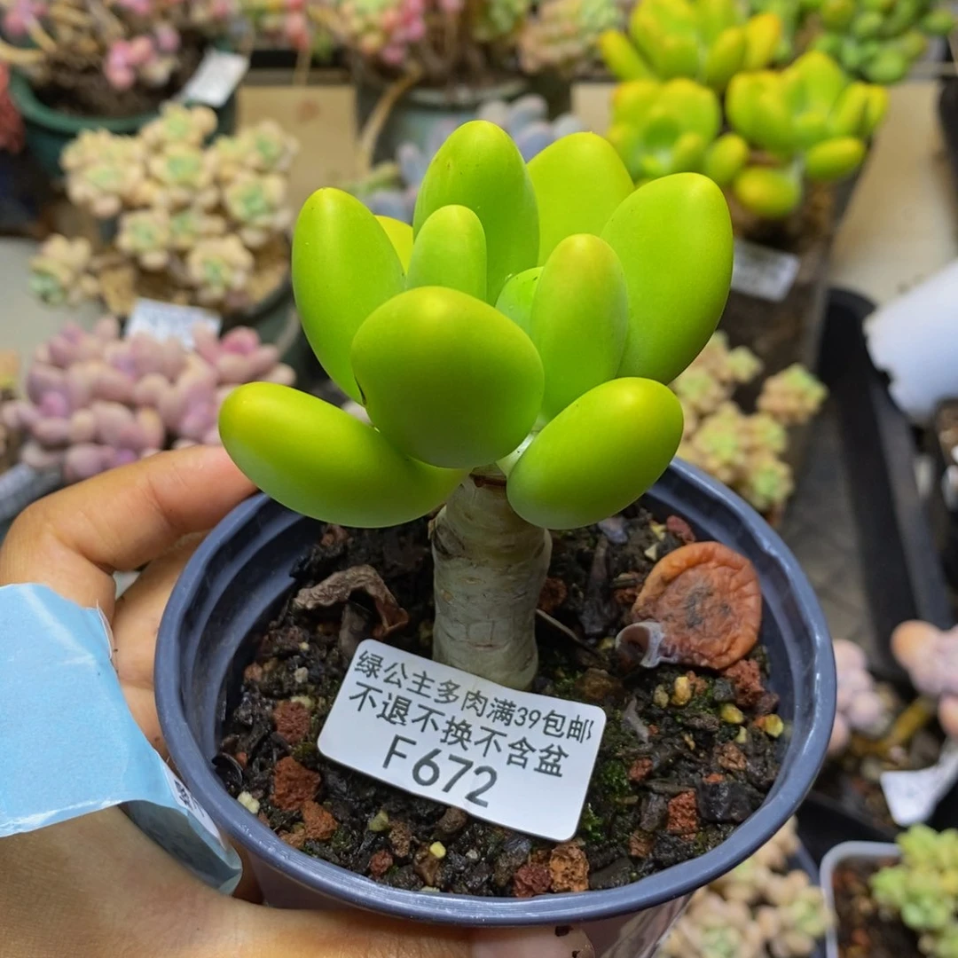 672金蟾多肉肉6c m