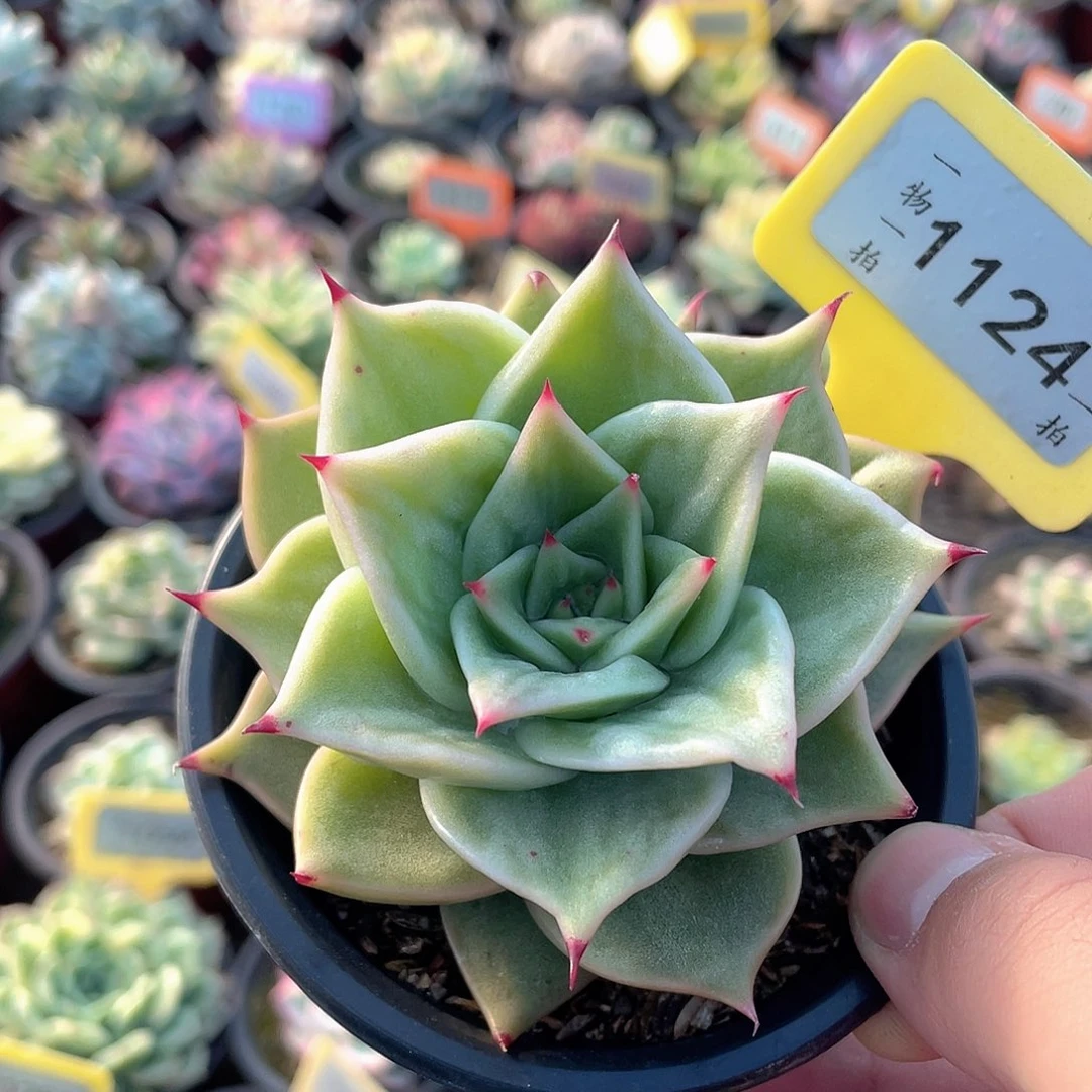 1124星星锦多肉植物