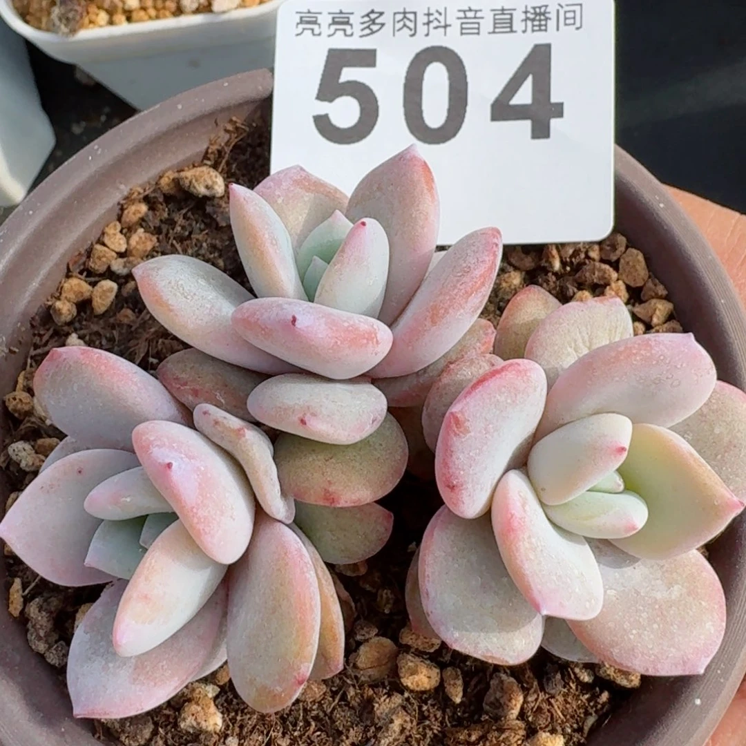 奶茶         精品多肉