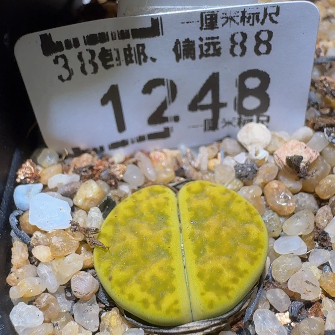 Ssss精品生石花1248