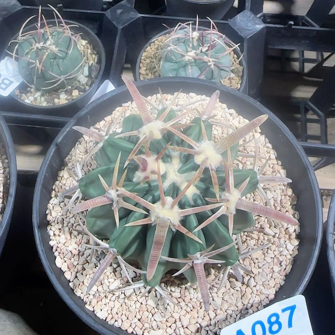 凌波 自根仙人球087