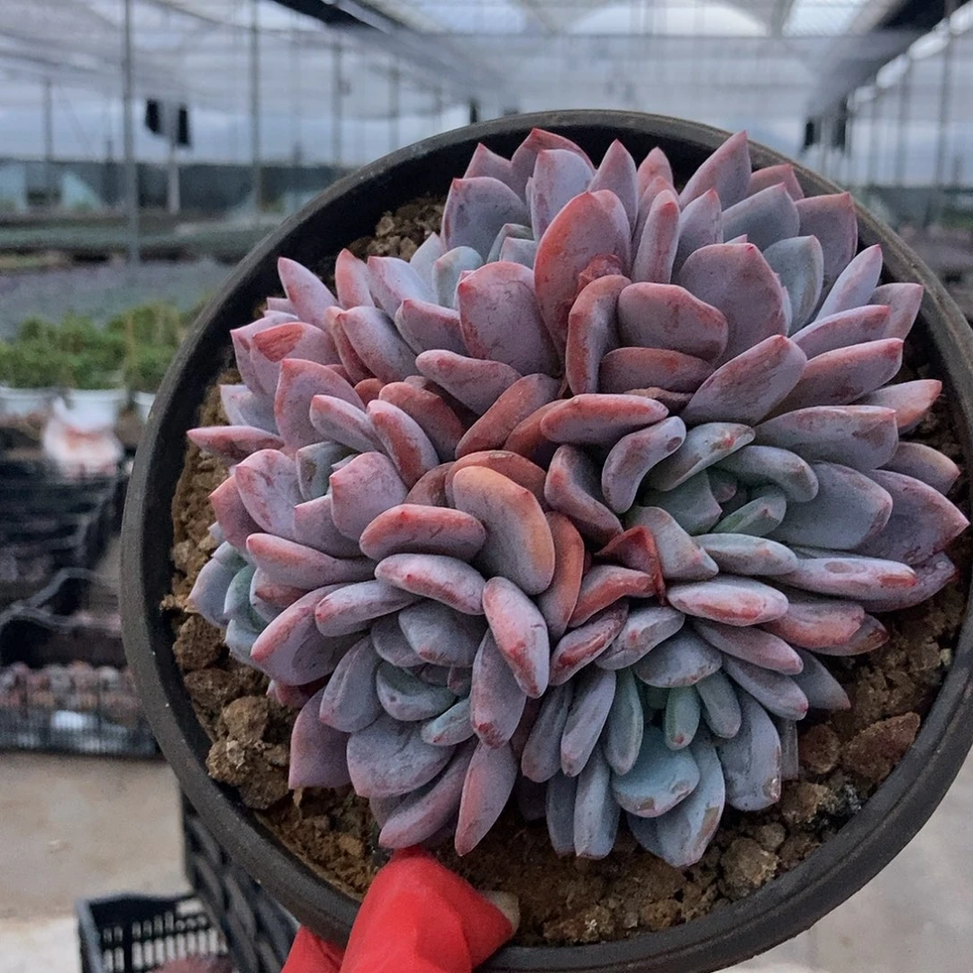 石榴籽有砍9头起随机发货