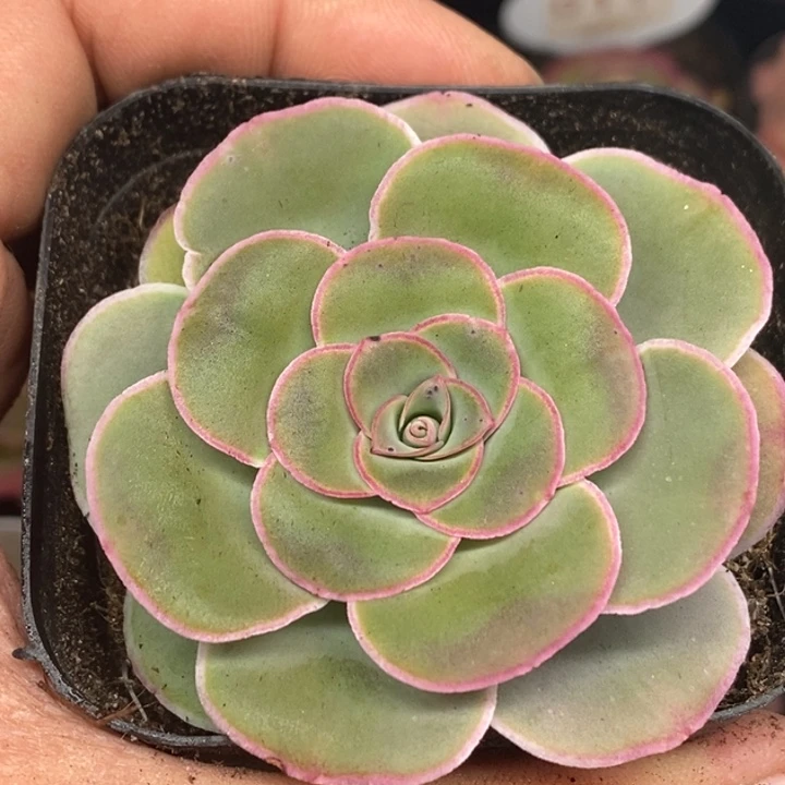 楹楹-191-冠幅 5Cm